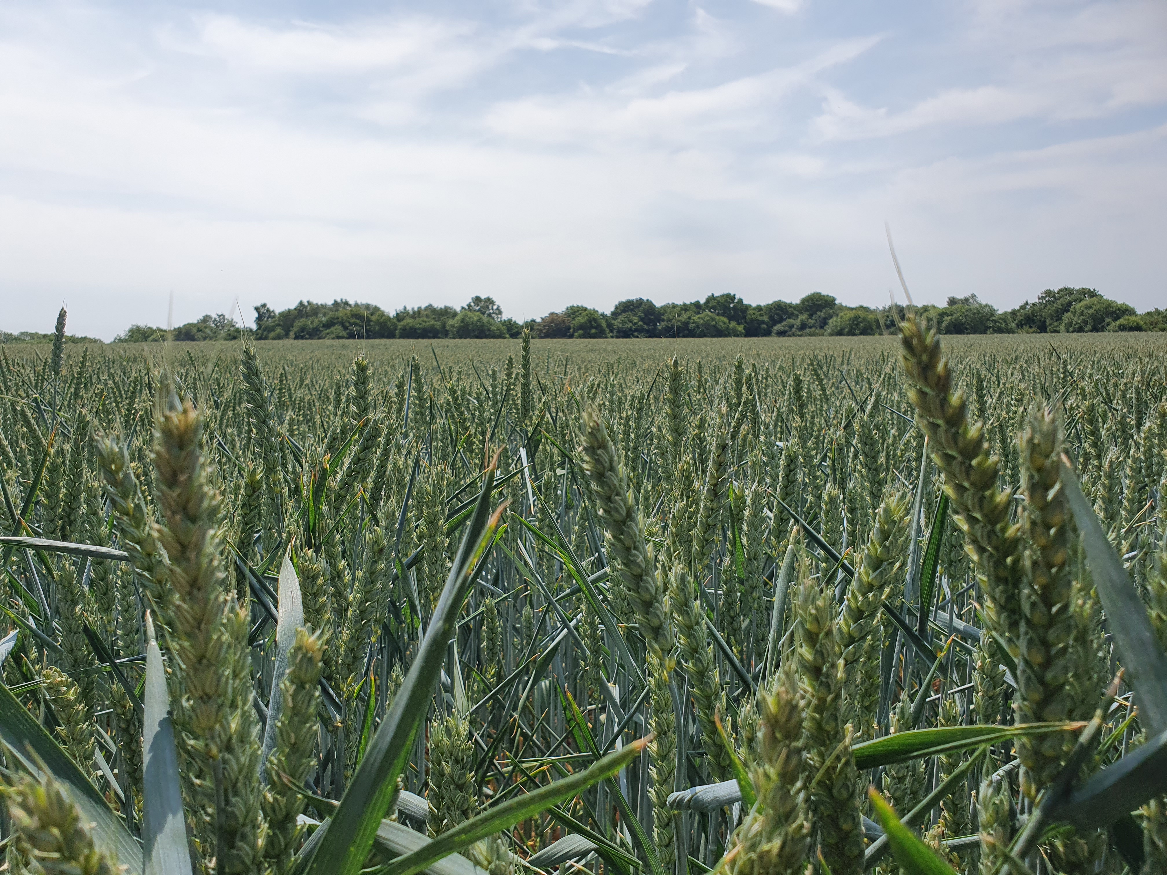 The wheat field on Shotover Hill.